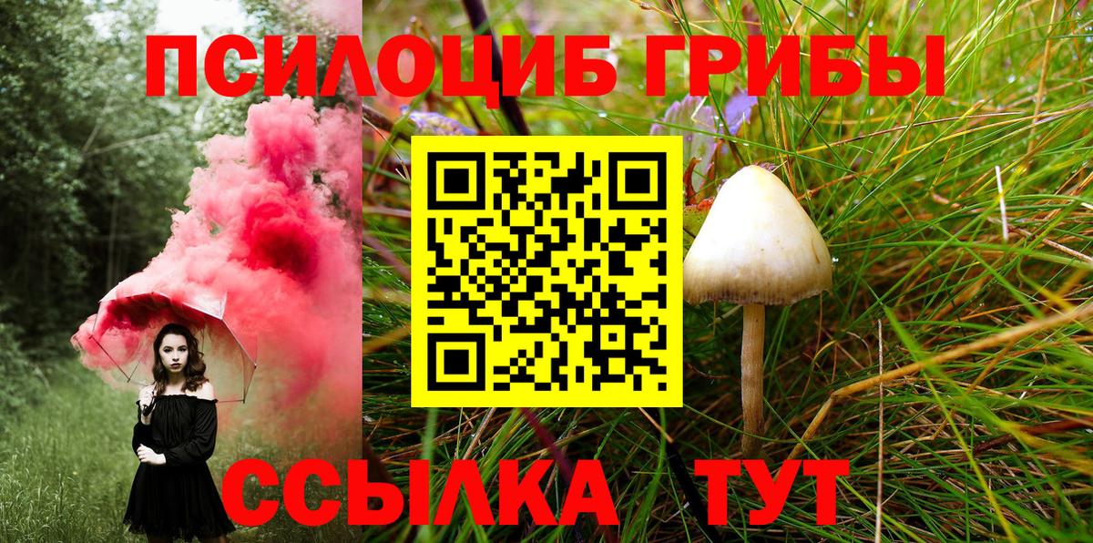 Галлюциногенные грибы Psilocybe Майский